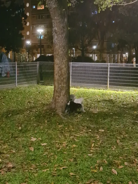 Dog Run @ Tampines Central Park