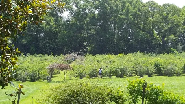 Pearl River Blues Berry Farm