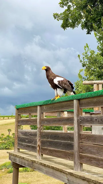 The Masters of the Air