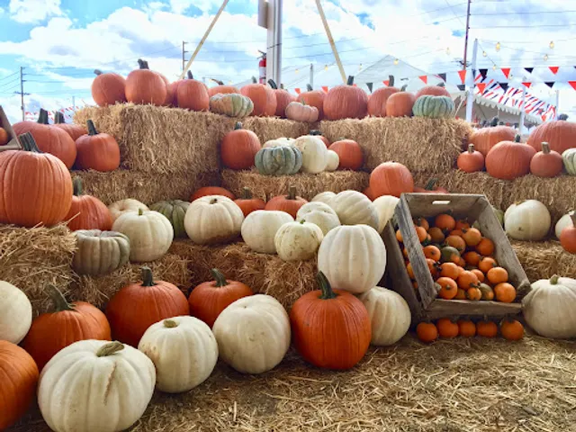 Frosty's Forest Christmas Trees & Pumpkin Patch