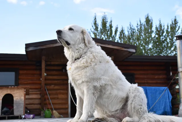 Chena River Roadhouse