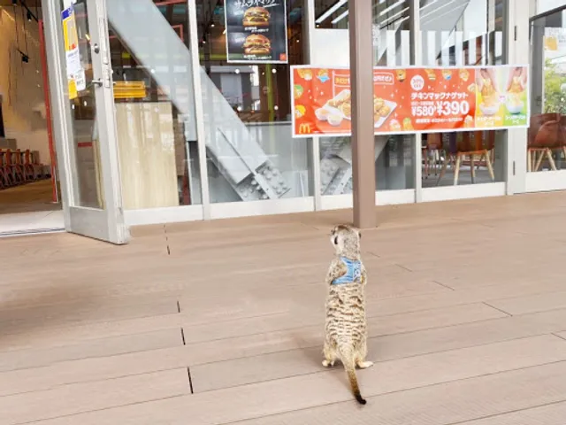 ふくろうカフェ＆エキゾチックアニマルカフェ わたど～る mozoワンダーシティ店