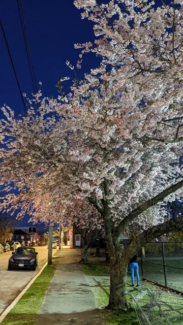 Bishop Field Tennis Courts