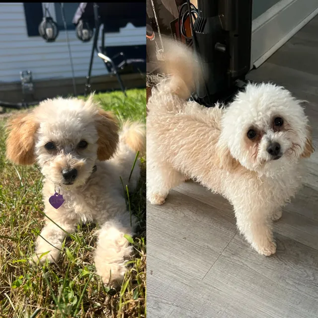 Pet Cabana LLC - Forest