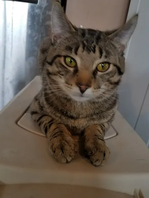 Fleming County Animal Hospital