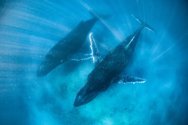 Ningaloo Marine Interactions