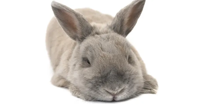 Bunny Bunch Montclair