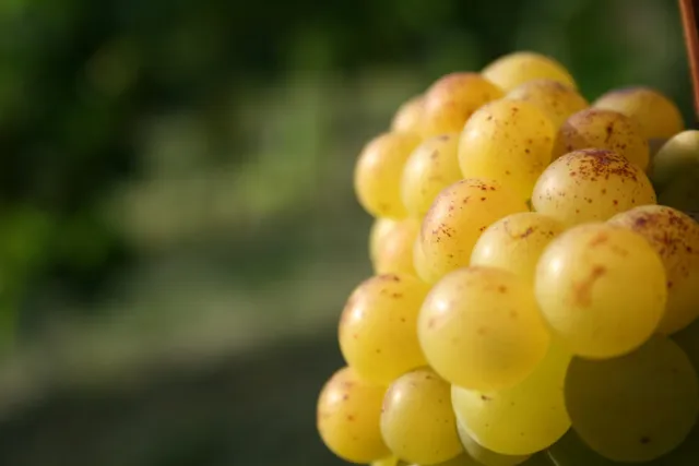 Weingut & Gästehaus Stephan Kohl Gästehaus Christiane