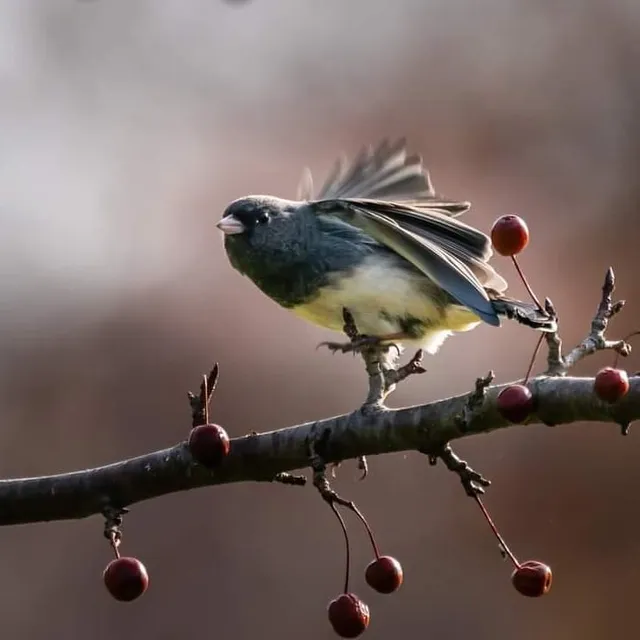 Wild Birds Unlimited