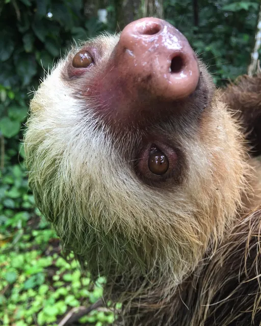 Callidryas Tours - Costa Rica.