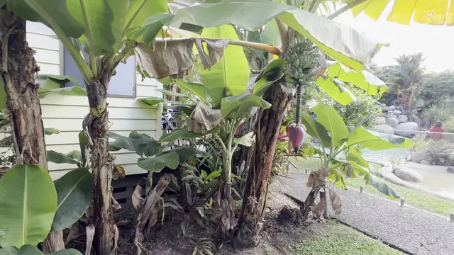 Mossman Resort Holiday Villas