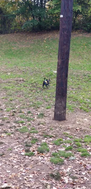 Dudley C Allen Playground & Dog Park