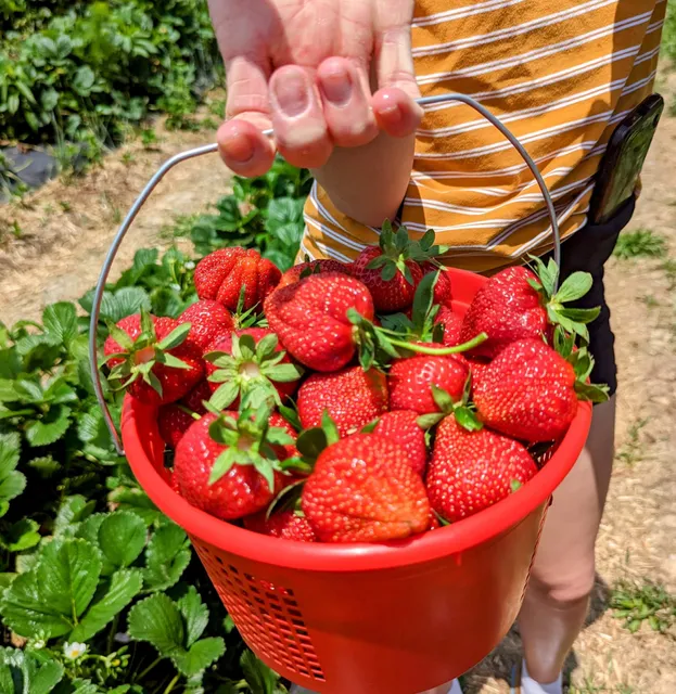 Slate Farms Strawberries