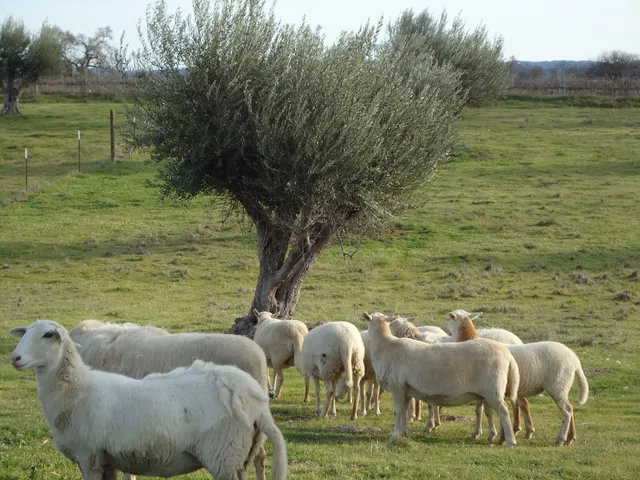 Olivas de Oro Olive Company