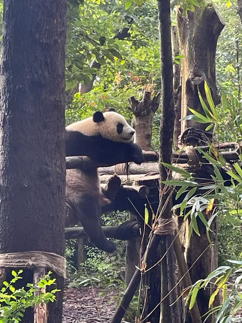Panda Gu-Ticket Office