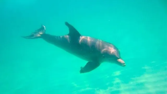 Flippers Dolphin Tours