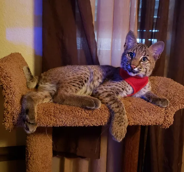 Spiritual Wildlife Rescue & Rehabilitation Sanctuary