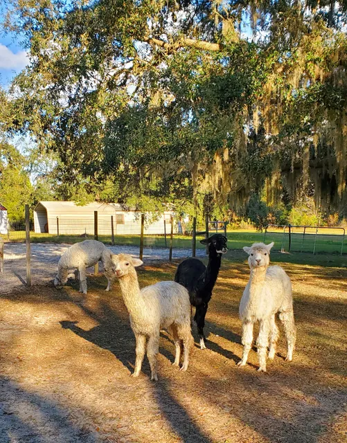 LunaSea Alpaca Farm
