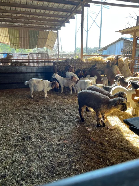 Old Richmond Farm (Lieu Gia Trang)