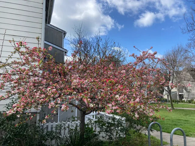 University Village Apartments; Family Housing