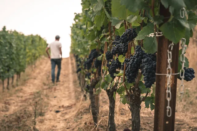 King’s North Winery