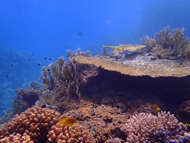 Sunny Days El Palacio reef - diving site