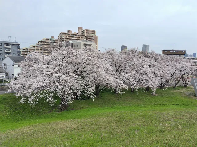 Yodogawa Riverside National Park Kema Area