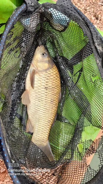 Redhill fishery