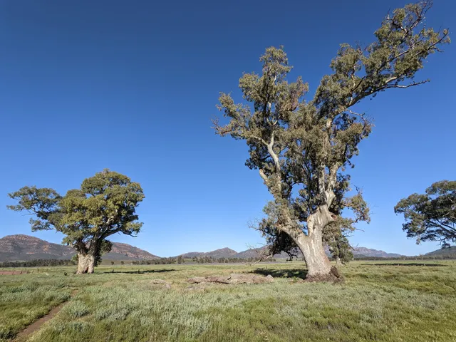 Cazneaux Tree