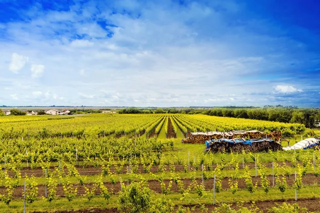 Ferienwohnung Rebenmeer