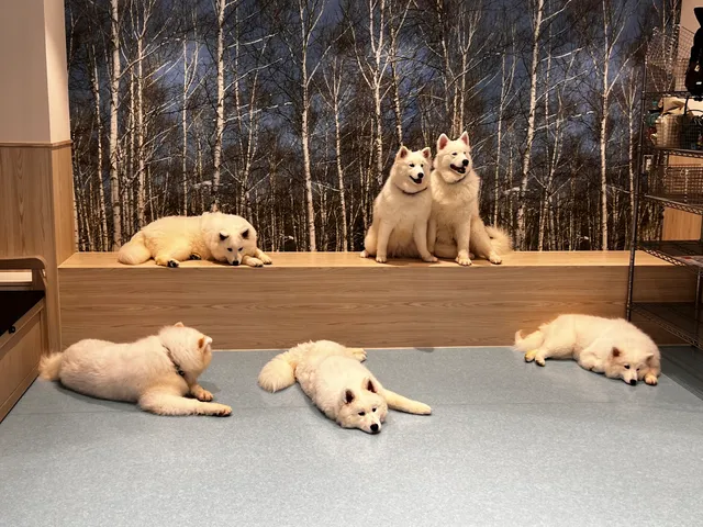 サモエドカフェ アル 仙台店