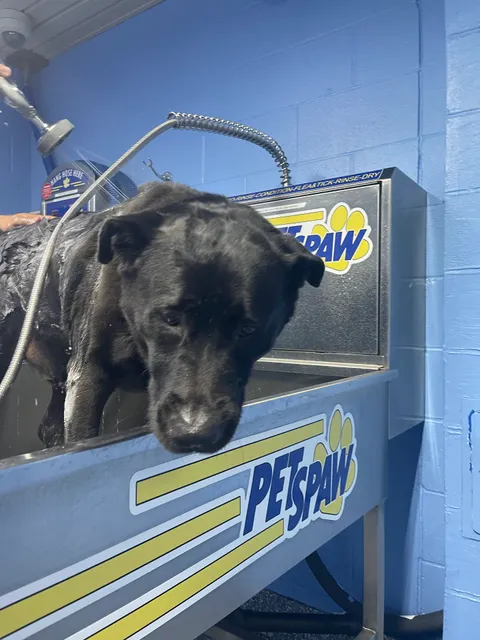 Quick Clean Car & Pet Wash Store, Ltd.