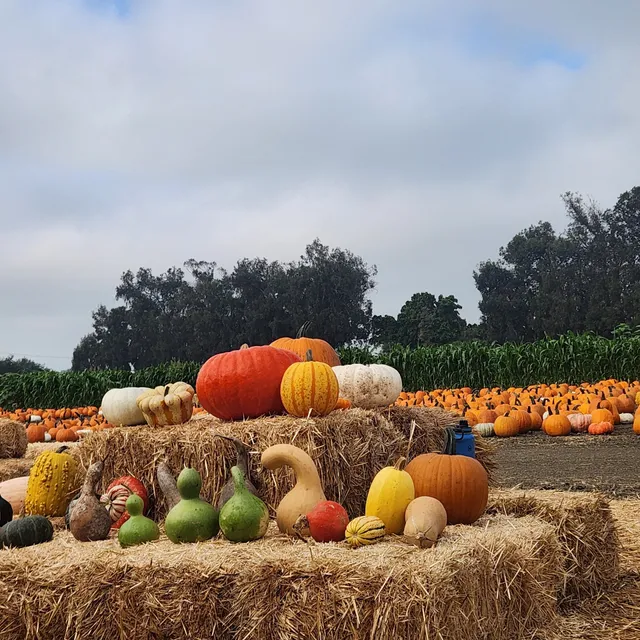 Great Pacific Pumpkins