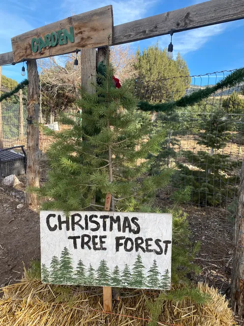 Nature Hills Christmas Trees