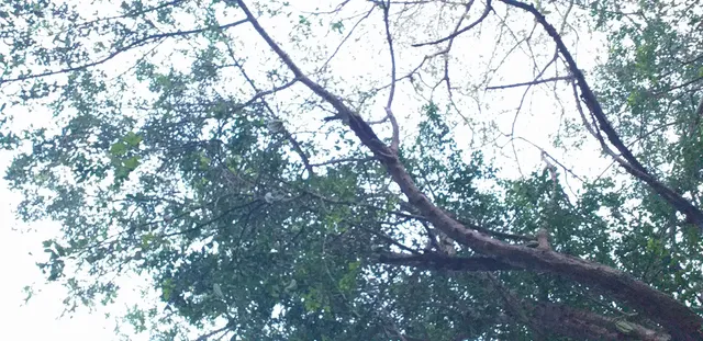 Tuxpan Veracruz de Rodríguez Cano