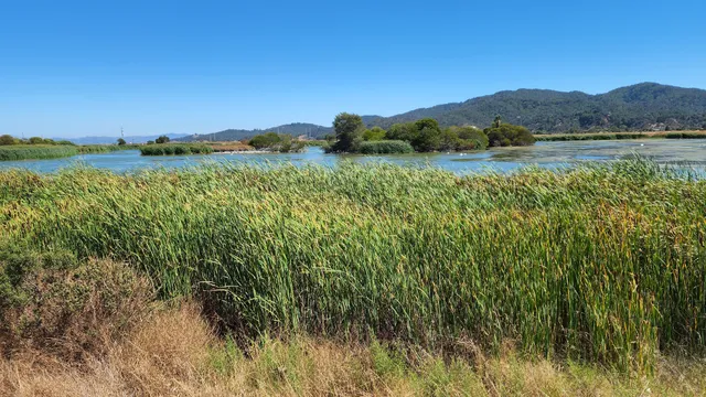Las Gallinas Valley Birding Loop