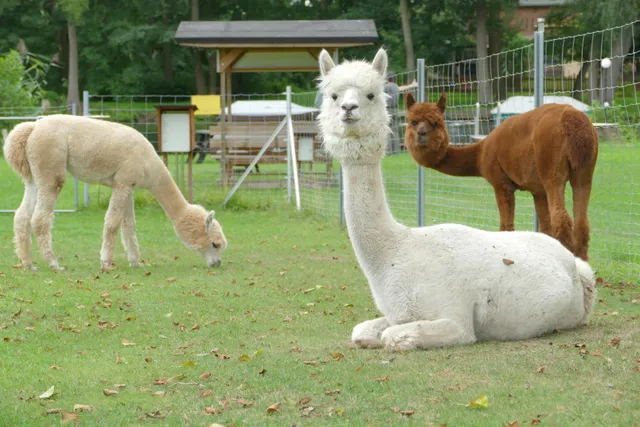 Urlaub mit Alpakas