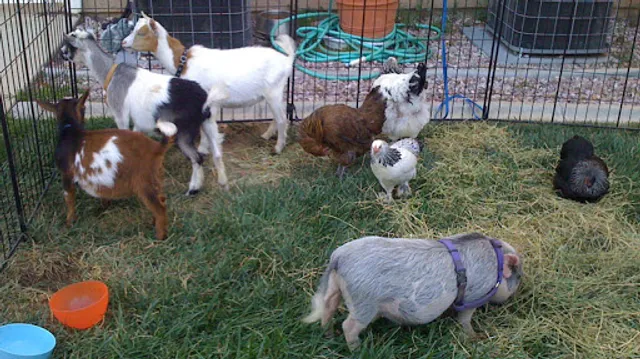 Great Pony Parties, Petting Zoos & Pony Portraits