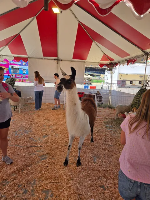 San Diego County Fair Pig race