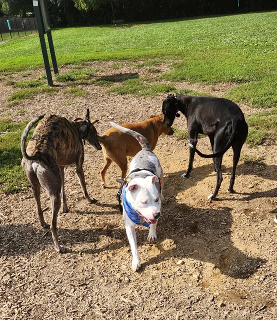 Sam Michael’s Dog Park