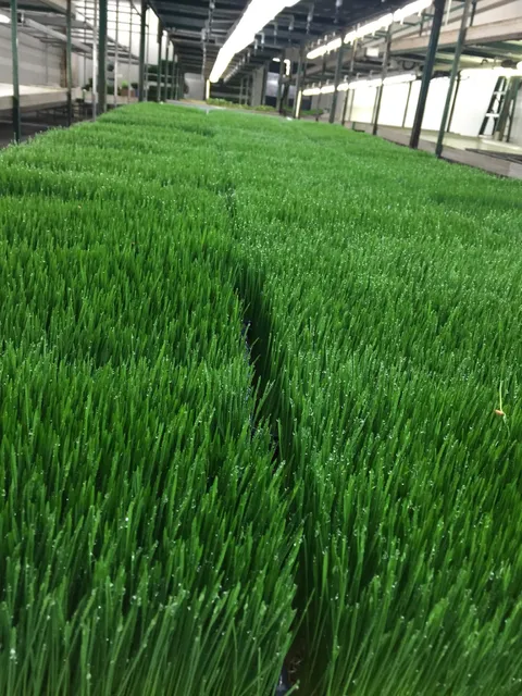 Chicago Indoor Garden