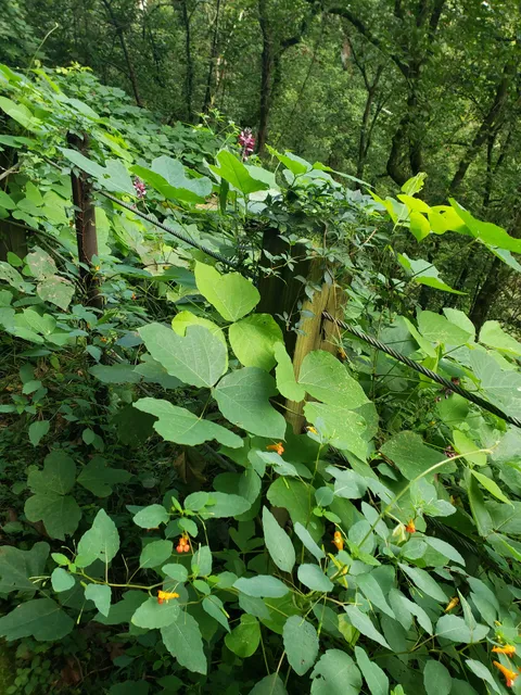 Greenway off Pollard