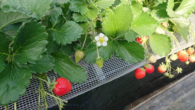 Kubohara Strawberry Farm