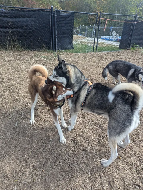 Friend Lee Pets Dog Park