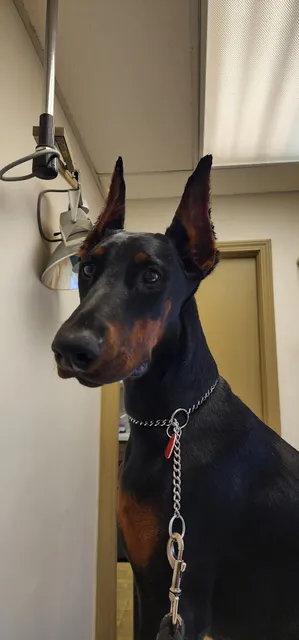 Warrensville Animal Hospital