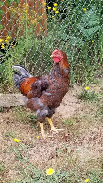 Montesano Farm & Home