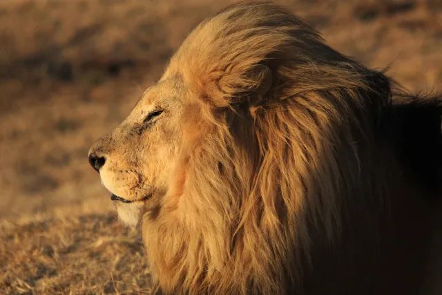 LIONSROCK Big Cat Sanctuary