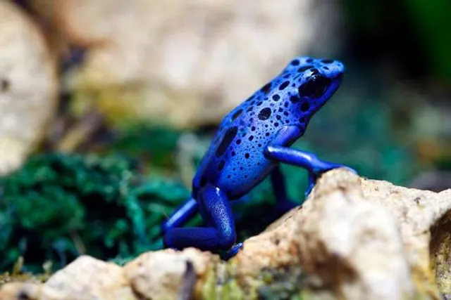 Projeto Selva Viva - Zoológico de Taubaté