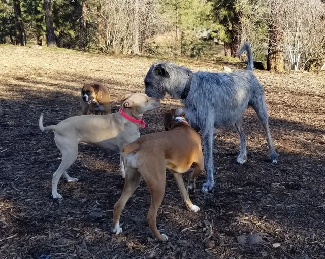 SpokAnimal Dog Park at High Bridge