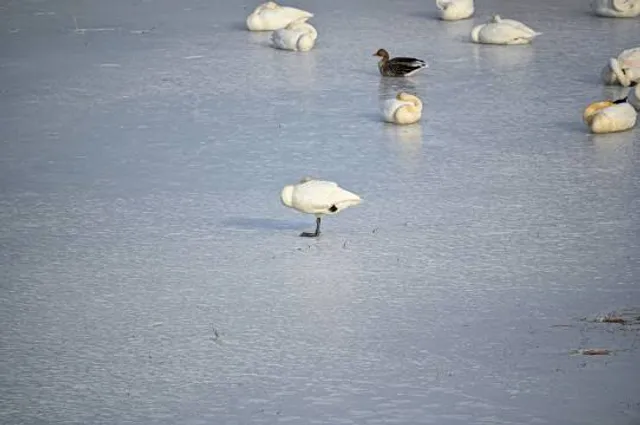 Muldenberger Talsperre